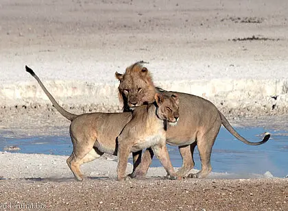 Safari im Etosha Nationapark, Namibia