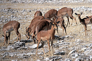 Impala Antilopen beim Moringa Wasserloch