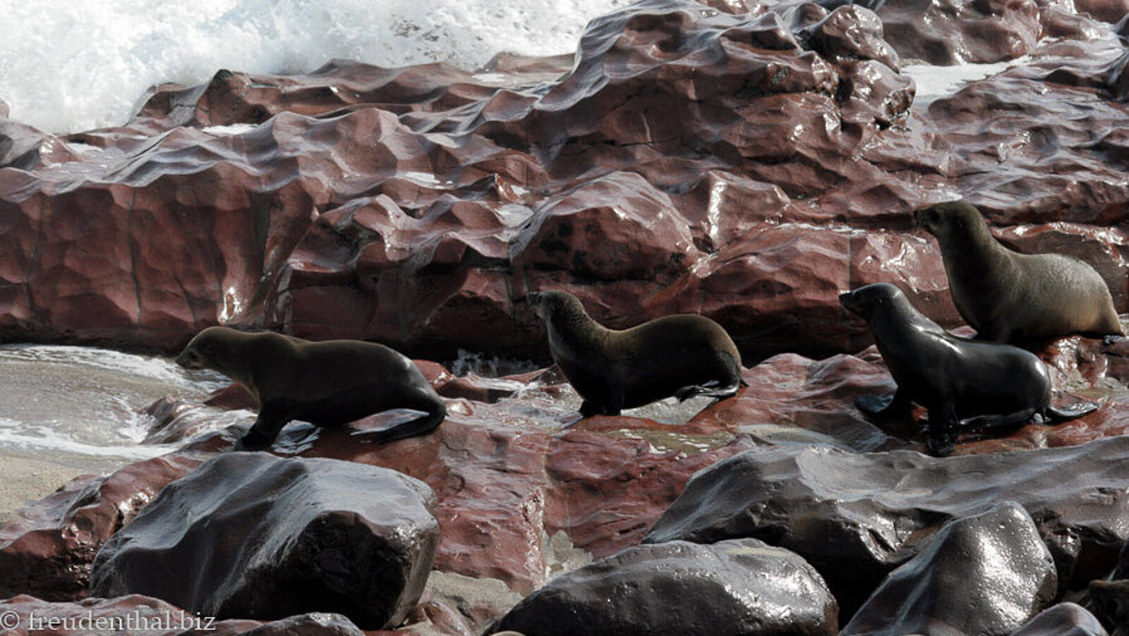 Robben auf dem Weg in den fischreichen Benguela-Strom bei Cape Cross, Namibia