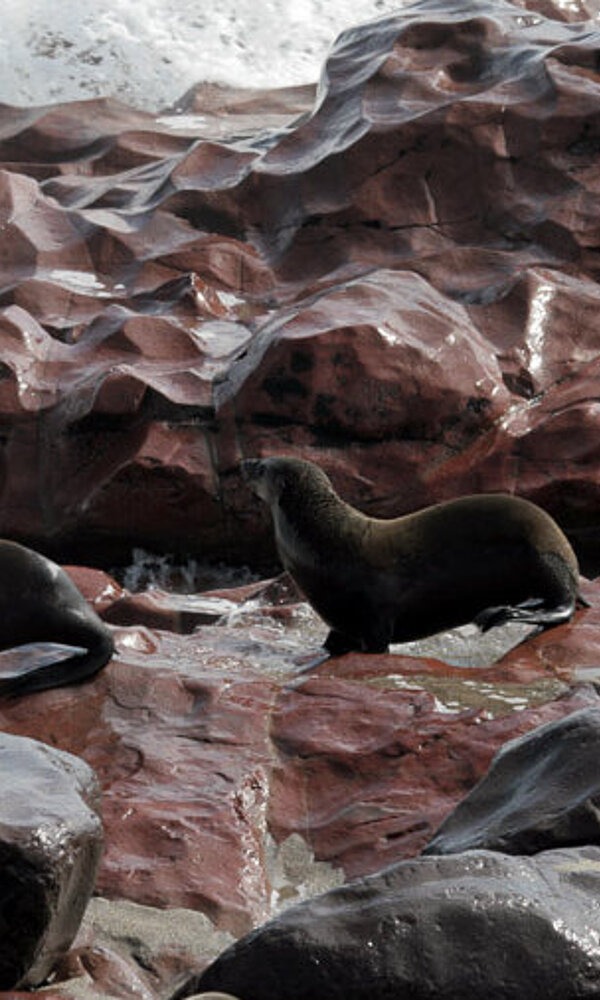 Robben auf dem Weg in den fischreichen Benguela-Strom