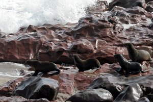 Robben auf dem Weg in den fischreichen Benguela-Strom