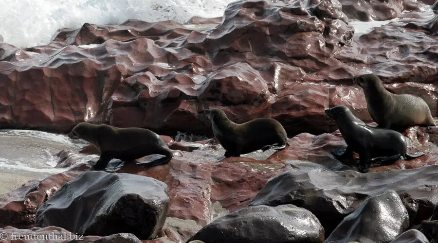 Robben auf dem Weg in den fischreichen Benguela-Strom