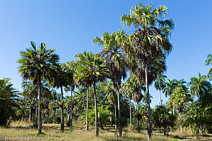 Palmen im Jardín Botánico von Cienfuegos