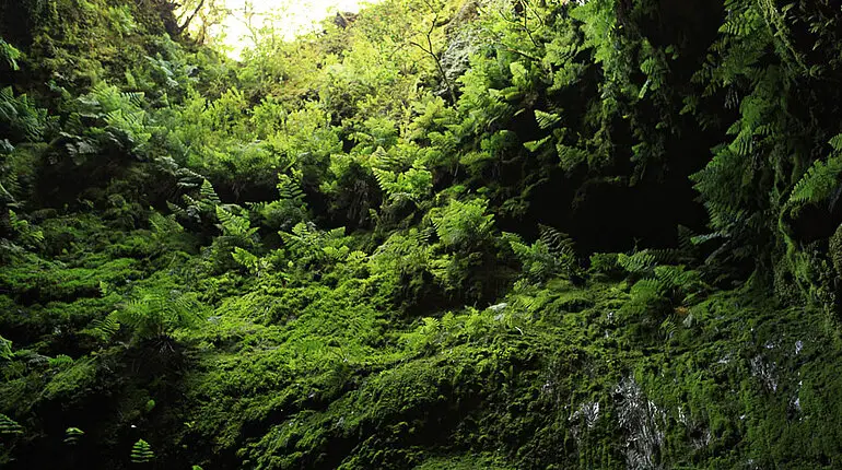 Der Eingang der Algar do Carvao ist von Moos und Farn bewachsen.