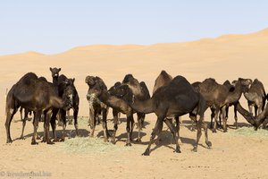schwarze Kamele bei den Jebali-Hirten im Oman