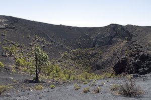 Ein Wäldchen Kanarischer Pinien im Vulkan San Antonio