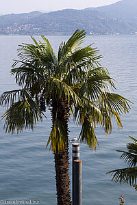 Die Sicht auf eine Palme - Hotel Cannero