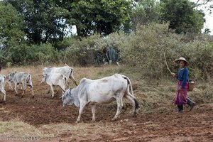 Bäuerin mit Rindern im Shan-Staat von Myanmar