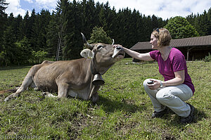 Streicheleinheiten für ein Braunvieh