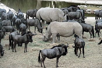 Nashörner und Gnus bei Omaruru