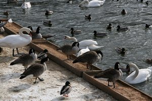 Enten, Gänse und Schwäne im Norrström