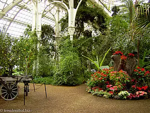 Weihnachtssterne im Palmenhaus von Schönbrunn