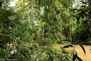 Regenwald mit etwas Sicht auf den Batang Lemanak