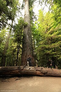 Anne und Lars vor dem größten Baum im Cathedral Grove