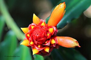 Eine Blüte im Aguti Reserve