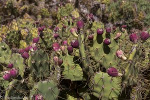 Kaktusfeigen - Opuntia ficus-indica