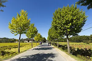 Ginkgo-Allee im Hahoe Folk Village in Südkorea