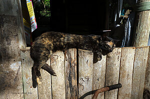 Auch die Katze liebt ihre Siesta