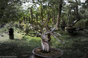 150 Jahre alte Kiefer - Bonsai-Garten