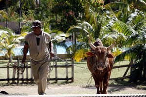 Zugtier auf dem Weg in die Zuckermühle auf Mauritius