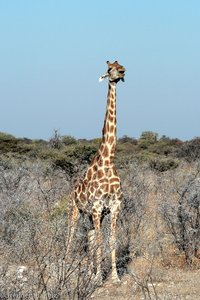 singende Giraffe in Etosha