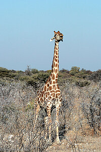 singende Giraffe in Etosha