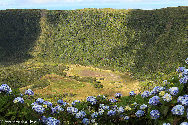 Blick über Hortensien in die große Caldeira von Faial