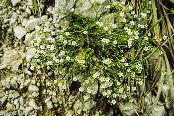 Steinbrech