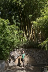 Anne im Bambuswald von Trauttmansdorff