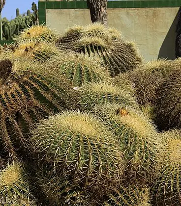 Botanicactus bei Santanyi