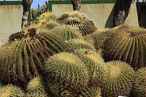 Echinocactus grusonii (Schwiegermuttersessel)