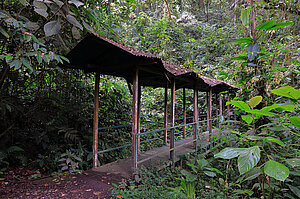 Brücke im Regenwald