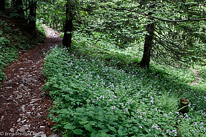 von Fieder-Zahnwurz gesäumter Wanderweg