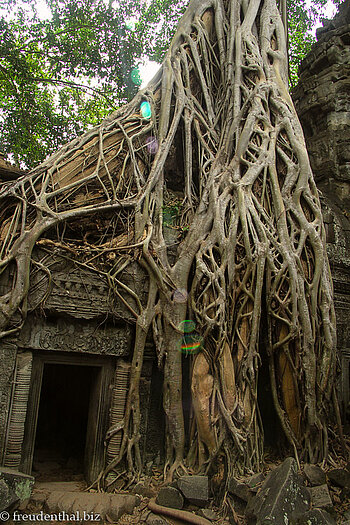 Die Wurzeln einer Würgefeige beim Ta Prohm in Kambodscha