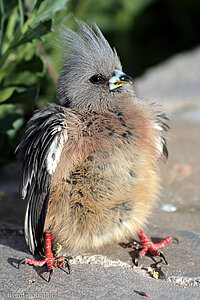 Weißrückenmausvogel sonnt sich bei der Namib Desert Lodge.