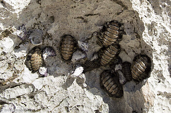 Muscheln oder Schnecken am Felsen beim Fazayah Beach