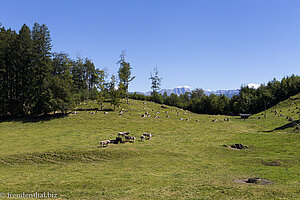 Kuhweide zur Alpe Rothenfels