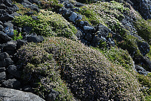 Vegetation am Pico