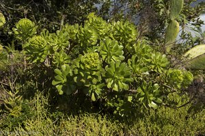 Dickblattgewächse (Crassulaceae) sind typisch für La Palma