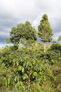 Kaffeeplantagen auf dem Bolaven-Plateau