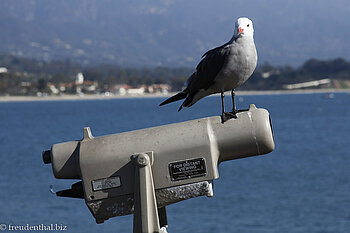 Möwe am Pier