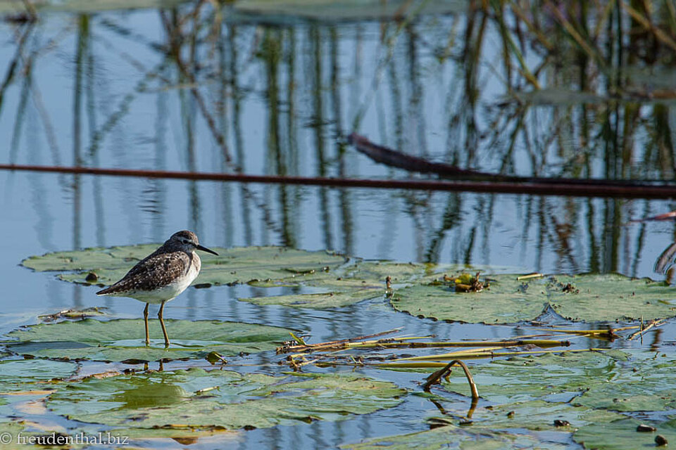 Bruchwasserläufer als Wintergast auf dem Awassasee in Äthiopien