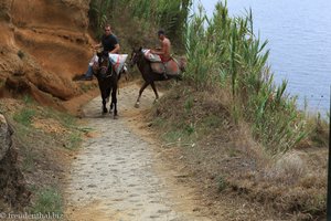Arbeitspferde auf dem Eselspfad nach Rocha da Relva