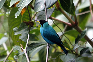 Kappennaschvogel , (Chlorophanes spiza), Green Honeycreeper auf Tobago