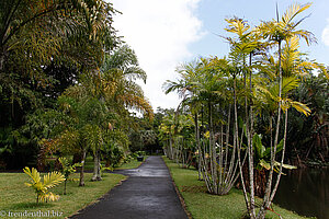 Botanischer Garten von Pamplemousses