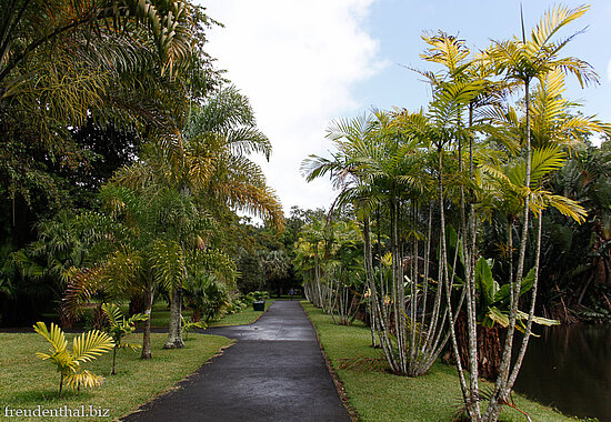 Botanischer Garten auf Mauritius