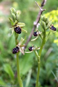 Ophrys speculum ( Spiegelragwurz)