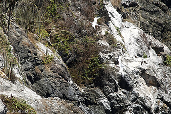 Felsen mit Tölpel
