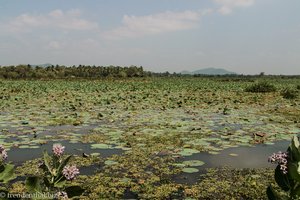 Lotussee im Nationalpark Yala West