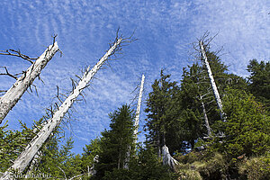 Totholz am Nesselwanger Alpspitz